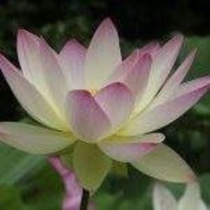 Meet your Posher, Mitch